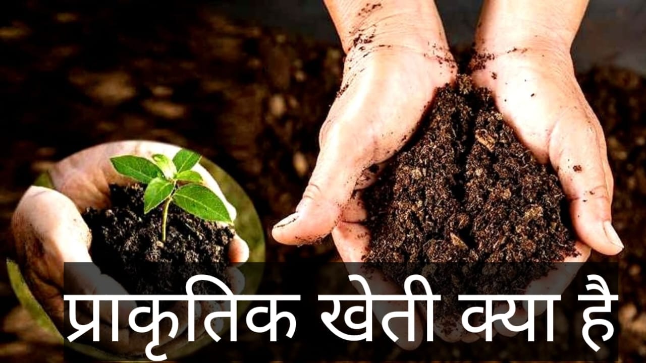 प्राकृतिक खेती क्या है और इसके लाभ क्या है