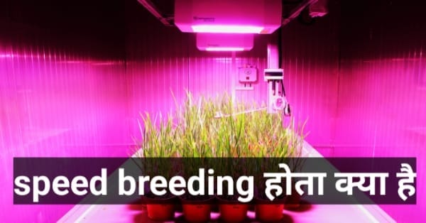 स्पीड ब्रीडिंग है क्या